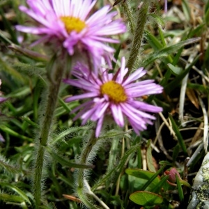 Erigeron aragonensis Vierh. (Vergerette d'Aragon)