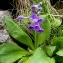  Alain Bigou - Primula latifolia Lapeyr. [1813]