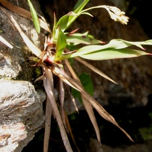  - Poa alpina subsp. alpina