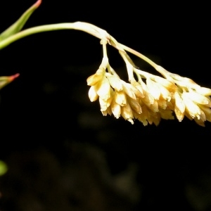  - Poa alpina subsp. alpina