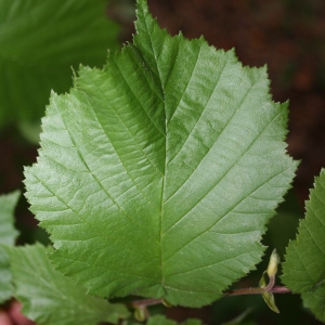 Photographie n°70365 du taxon Corylus avellana L.