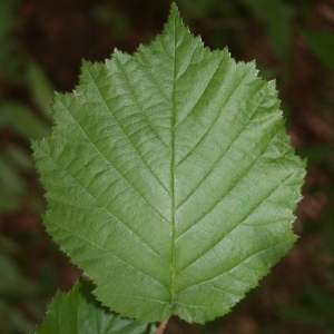 Photographie n°70367 du taxon Corylus avellana L.