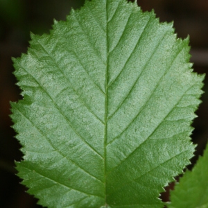 Photographie n°70371 du taxon Corylus avellana L.