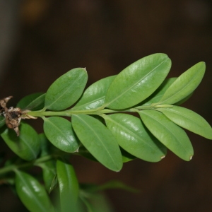 Photographie n°70404 du taxon Buxus sempervirens L.