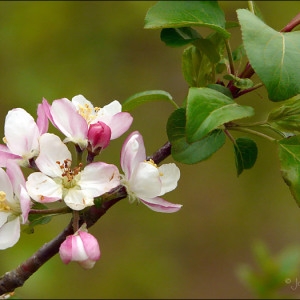 Photographie n°70415 du taxon Malus sylvestris Mill. [1768]