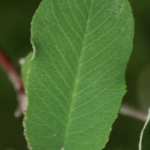 Photographie n°70446 du taxon Amelanchier ovalis Medik. [1793]