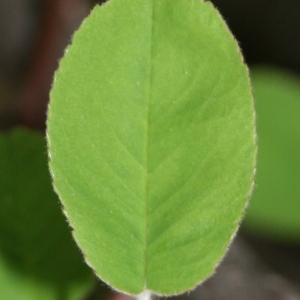 Photographie n°70447 du taxon Amelanchier ovalis Medik. [1793]