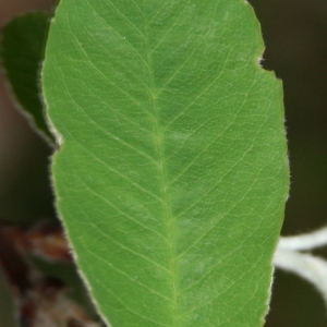 Photographie n°70448 du taxon Amelanchier ovalis Medik. [1793]