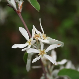 Photographie n°70451 du taxon Amelanchier ovalis Medik. [1793]