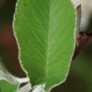 Photographie n°70453 du taxon Amelanchier ovalis Medik. [1793]