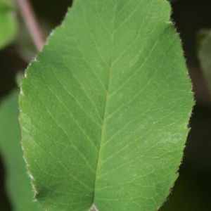 Photographie n°70454 du taxon Amelanchier ovalis Medik. [1793]