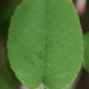 Photographie n°70455 du taxon Amelanchier ovalis Medik. [1793]