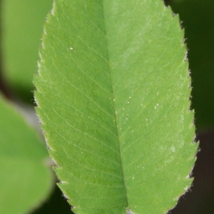 Photographie n°70456 du taxon Amelanchier ovalis Medik. [1793]