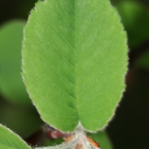 Photographie n°70457 du taxon Amelanchier ovalis Medik. [1793]