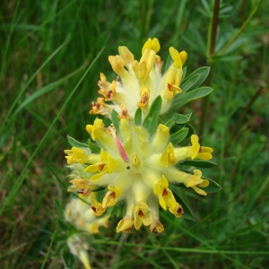 Photographie n°70472 du taxon Anthyllis vulneraria L. [1753]