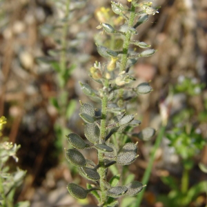 Photographie n°70477 du taxon Alyssum simplex Rudolphi [1799]