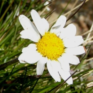 Chrysanthemum pulverulentum sensu auct. plur. (Marguerite des Alpes)