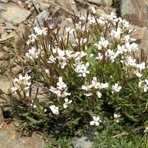 Photographie n°70491 du taxon Cardamine resedifolia L. [1753]