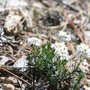 Photographie n°70492 du taxon Iberis saxatilis subsp. saxatilis