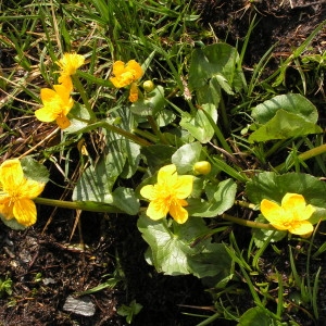 Photographie n°70497 du taxon Caltha palustris f. palustris 