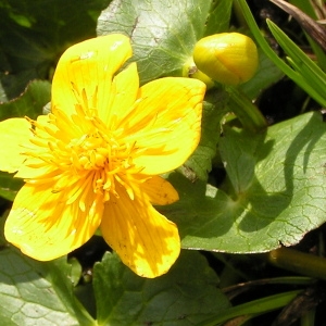 Photographie n°70498 du taxon Caltha palustris f. palustris 