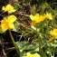  Alain Bigou - Caltha palustris f. palustris 