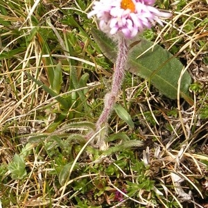  - Erigeron uniflorus L. [1753]