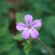  Paul Fabre - Geranium robertianum subsp. robertianum