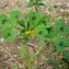  Paul Fabre - Medicago arabica (L.) Huds. [1762]