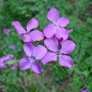 Photographie n°70527 du taxon Lunaria annua L. [1753]