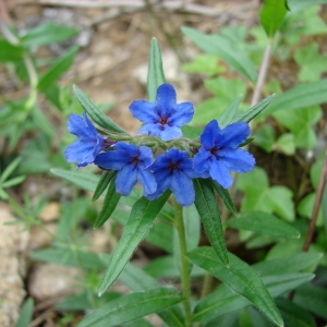 Photographie n°70528 du taxon Lithospermum purpurocaeruleum L. [1753]