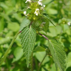 Photographie n°70533 du taxon Galeopsis tetrahit L. [1753]