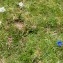  Alain Bigou - Gentiana alpina var. alpina