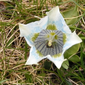  - Gentiana alpina var. alpina