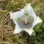  Alain Bigou - Gentiana alpina var. alpina
