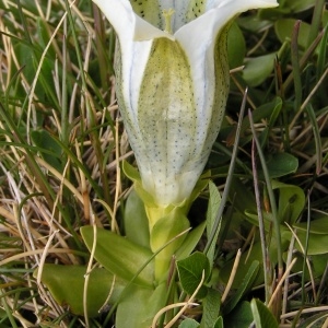 Gentiana alpina Vill. var. alpina
