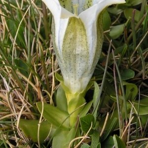 Photographie n°70541 du taxon Gentiana alpina var. alpina