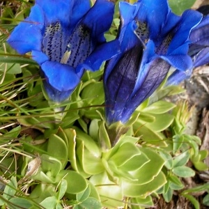  - Gentiana alpina var. alpina