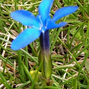 Photographie n°70543 du taxon Gentiana verna L. [1753]