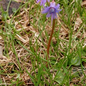 Photographie n°70546 du taxon Soldanella alpina subsp. alpina