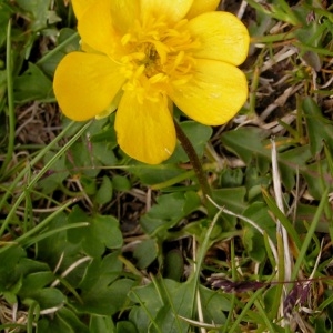 Photographie n°70548 du taxon Ranunculus grenierianus Jord. [1854]