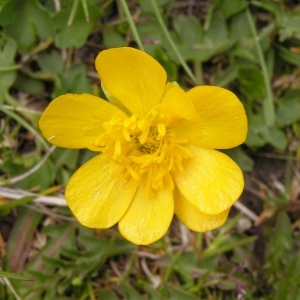 Photographie n°70549 du taxon Ranunculus grenierianus Jord. [1854]