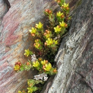 Photographie n°70550 du taxon Sedum annuum L. [1753]