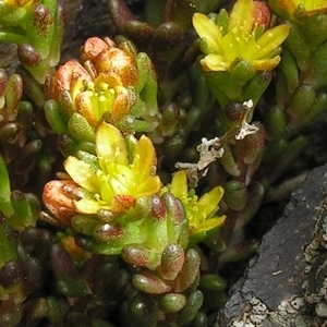 Photographie n°70551 du taxon Sedum annuum L. [1753]