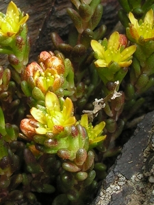 Alain Bigou, le 12 juin 2005 (Eyne (Vallée d'Eyne))