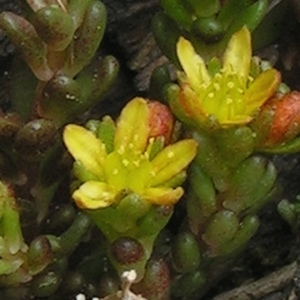 Sedum annuum L. (Orpin annuel)