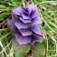  Alain Bigou - Ajuga pyramidalis var. pyramidalis 