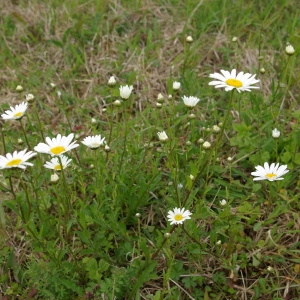 Photographie n°70570 du taxon Leucanthemum vulgare Lam. [1779]