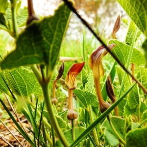 Photographie n°70583 du taxon Aristolochia pistolochia L. [1753]