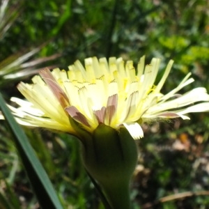 Photographie n°70587 du taxon Urospermum dalechampii (L.) Scop. ex F.W.Schmidt [1795]